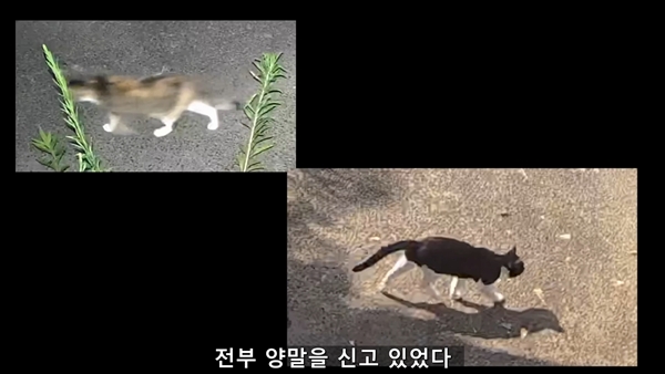 아기 고양이 냥줍했는데 반응 난리난 일본 유튜버.jpg | 인스티즈