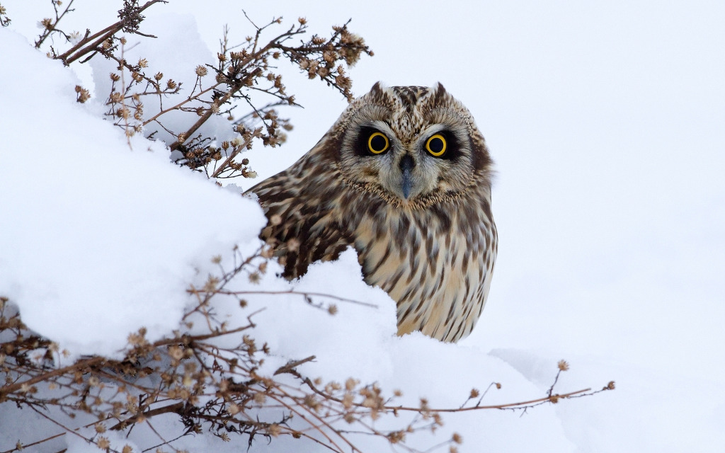 [데이터주의] 마음이 정화되는 고화질 동물사진 .JPG | 인스티즈