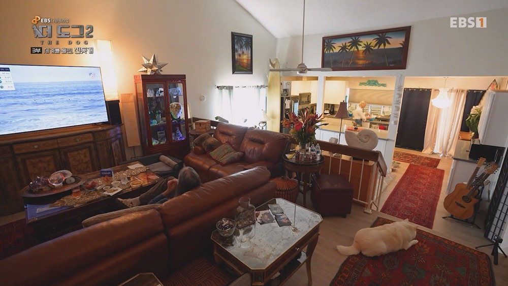 미국 입양가서 확대 당했다는 진돗개 | 인스티즈