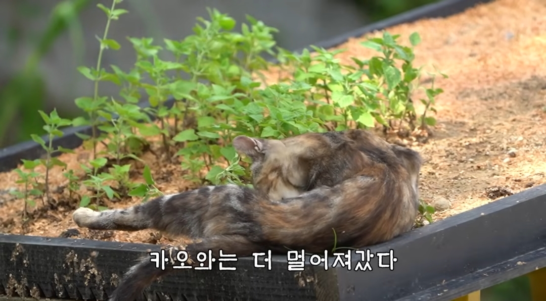 5년만에 haha ha에게 마음을 연 카오 | 인스티즈