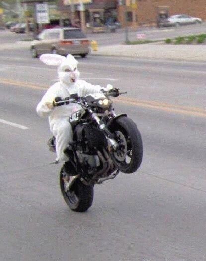 ?? : 토끼는 멍충해 주인도 못알아봐 | 인스티즈