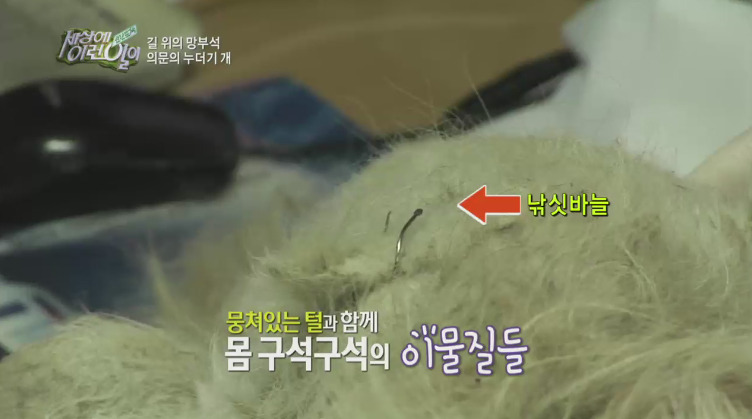 [세상에이런일이] 도로위에 망부석이 되서 주인을 기다리는 강아지.jpg | 인스티즈