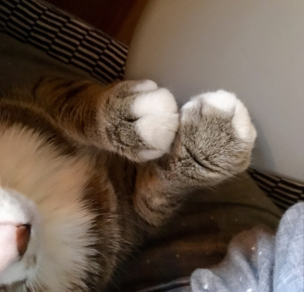 유튜버 햄튜브의 고양이 '구름이' | 인스티즈