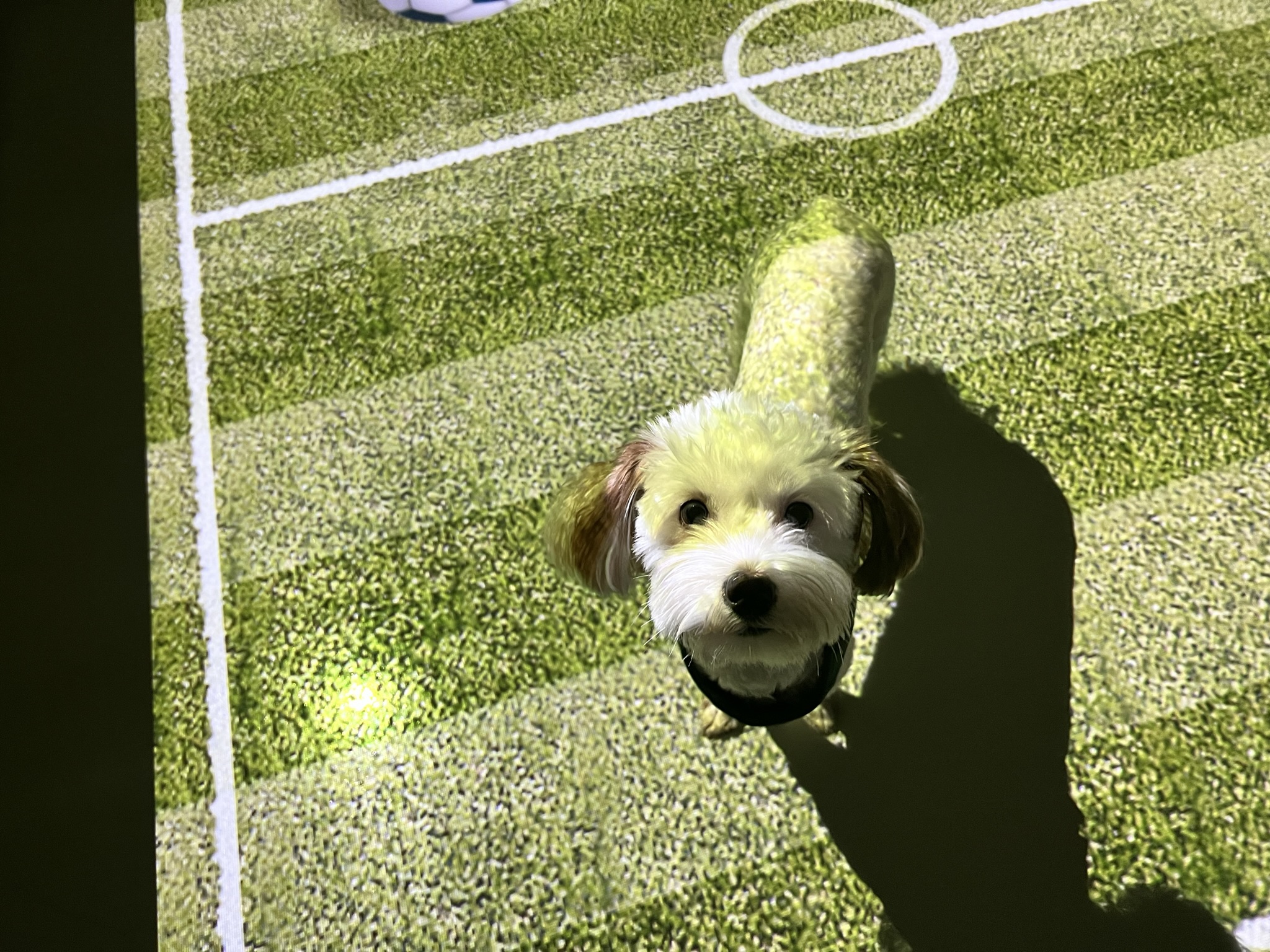 유기견 남매 데려왔는데 너무 귀여워ㅠㅠ 근데 너무 커버렸어;; | 인스티즈