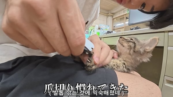 아기 고양이 냥줍했는데 반응 난리난 일본 유튜버.jpg | 인스티즈