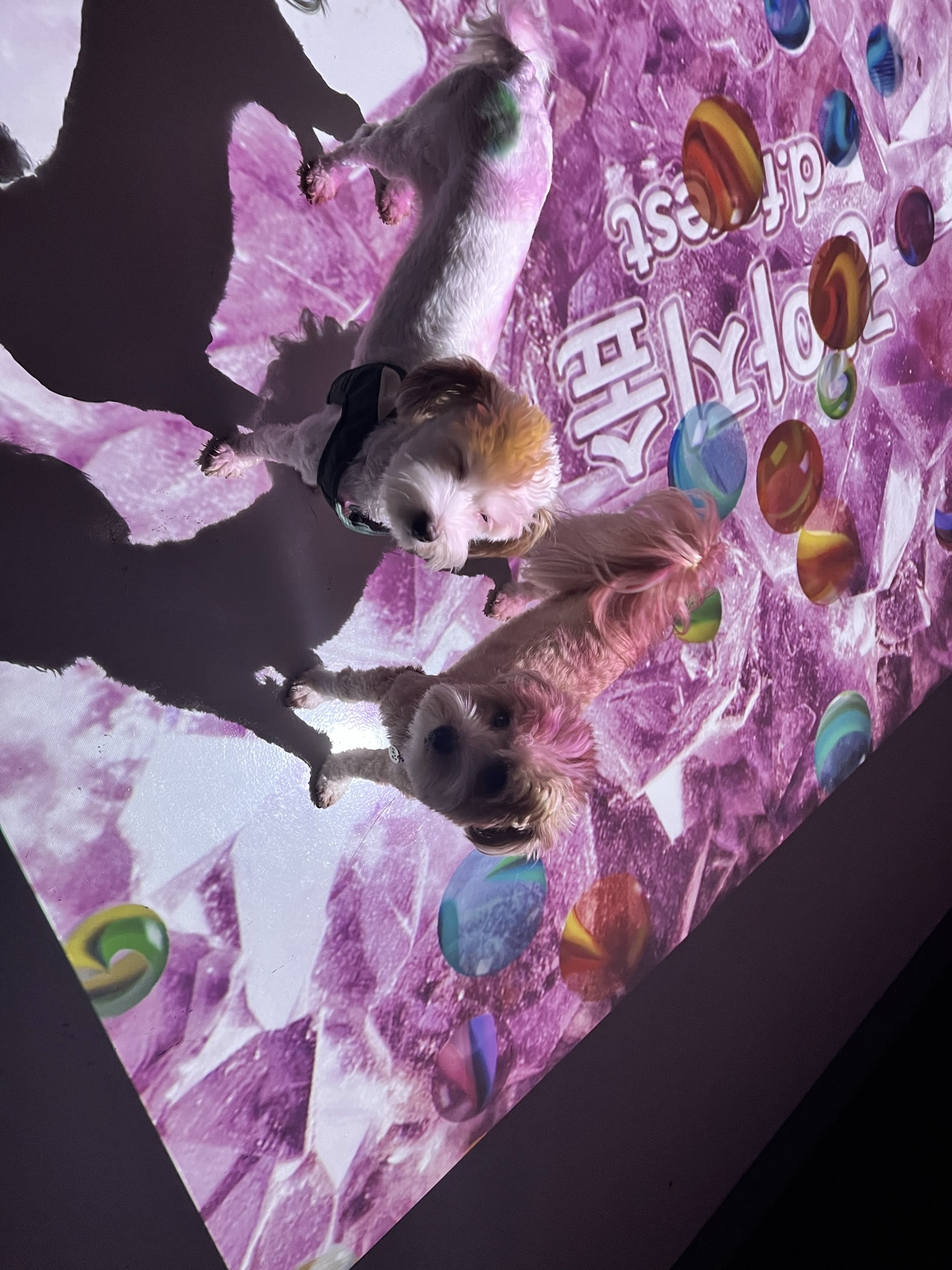 유기견 남매 데려왔는데 너무 귀여워ㅠㅠ 근데 너무 커버렸어;; | 인스티즈