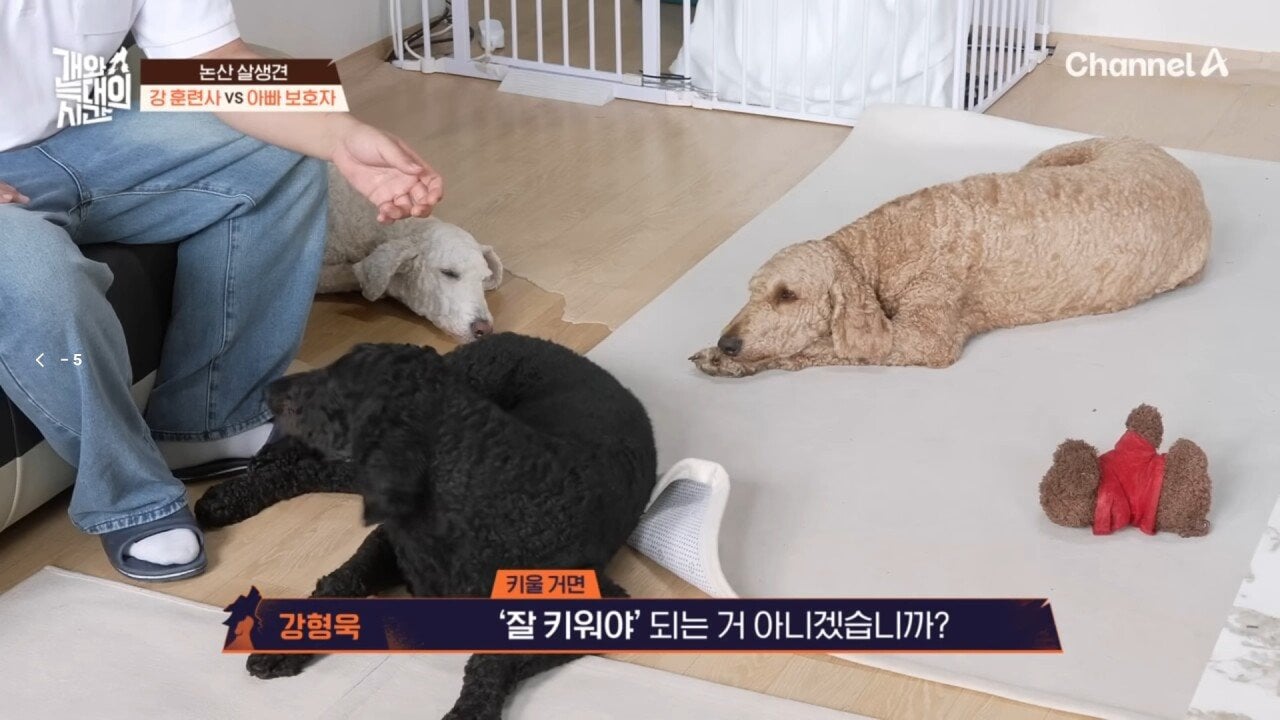 집에 개 유골함 4개를 본 강형욱 | 인스티즈