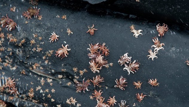 혐주의) 고래에 기생하는 기생충들 | 인스티즈