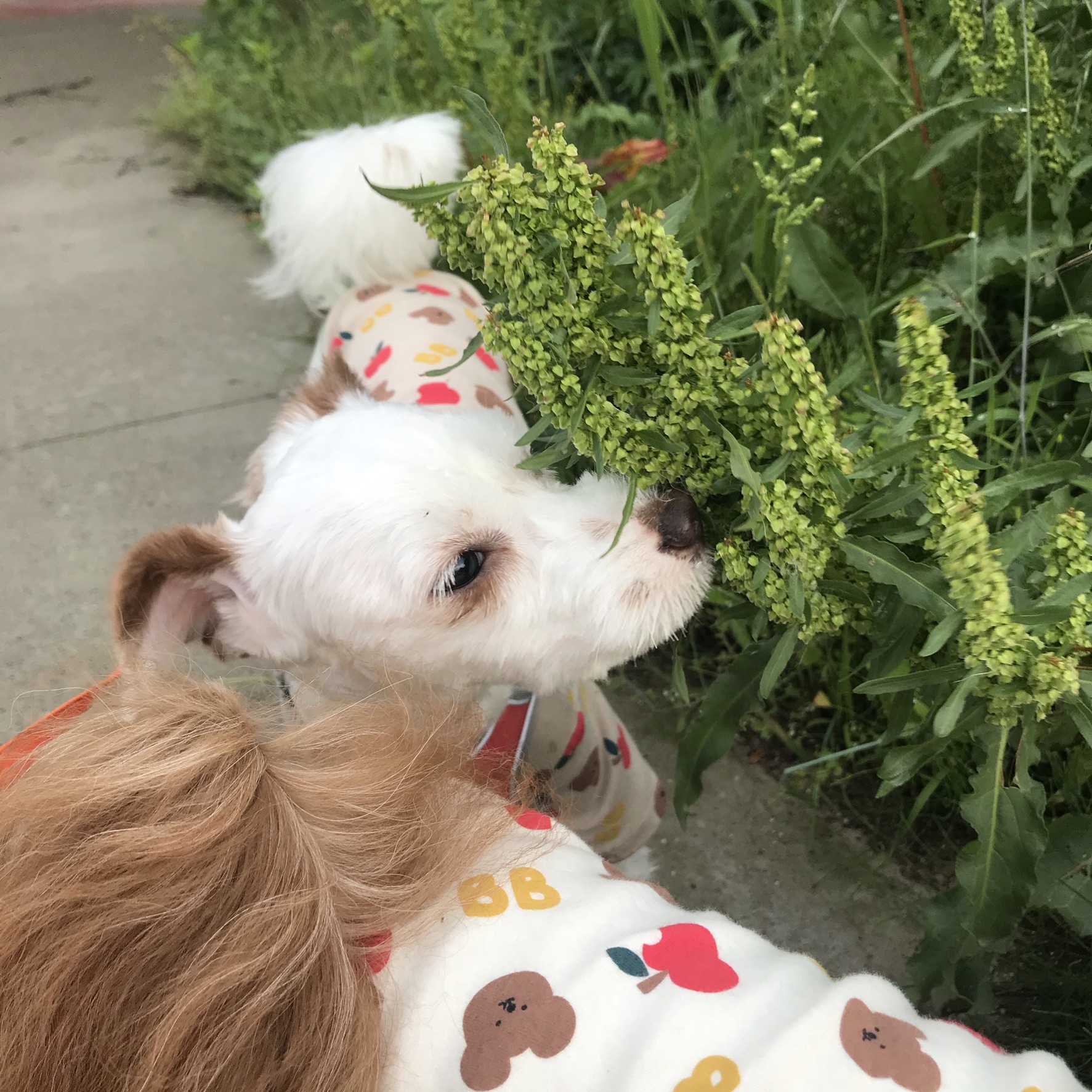 유기견 남매 데려왔는데 너무 귀여워ㅠㅠ 근데 너무 커버렸어;; | 인스티즈