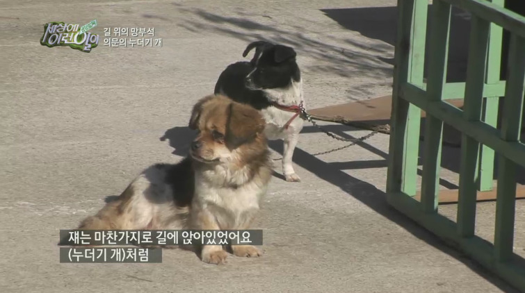 [세상에이런일이] 도로위에 망부석이 되서 주인을 기다리는 강아지.jpg | 인스티즈