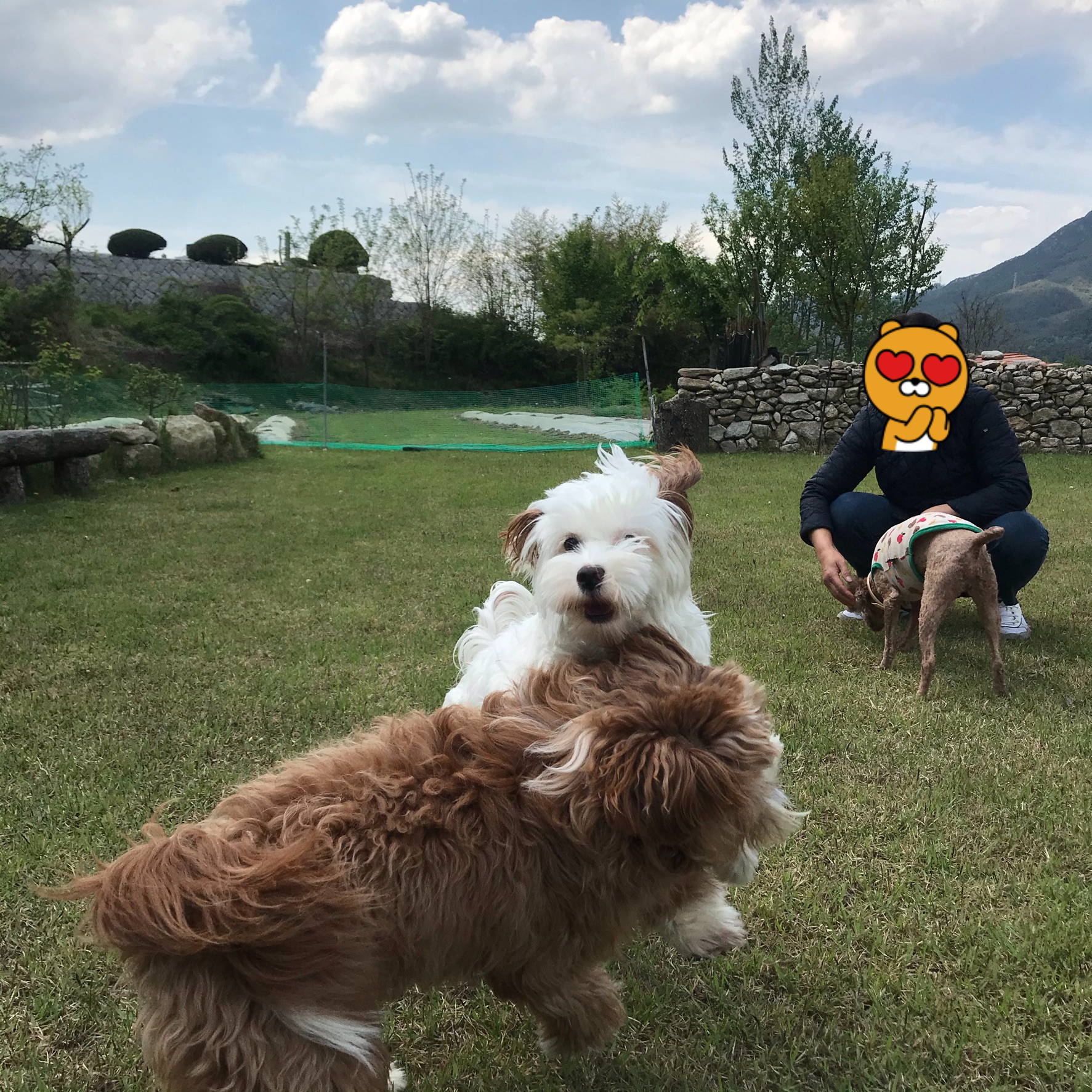 유기견 남매 데려왔는데 너무 귀여워ㅠㅠ 근데 너무 커버렸어;; | 인스티즈