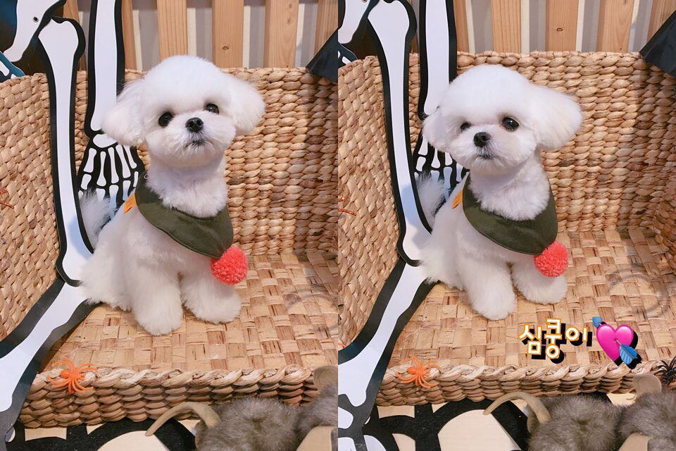 슈퍼주니어 이특이 키우는 반려견 심쿵.jpg | 인스티즈