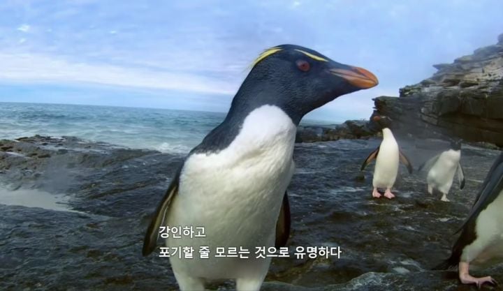 거친파도와 절벽을 뚫고 직진하는 바위뛰기펭귄.gif | 인스티즈