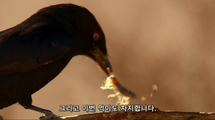 까마귀의 지능에 대한 고찰.jpg | 인스티즈