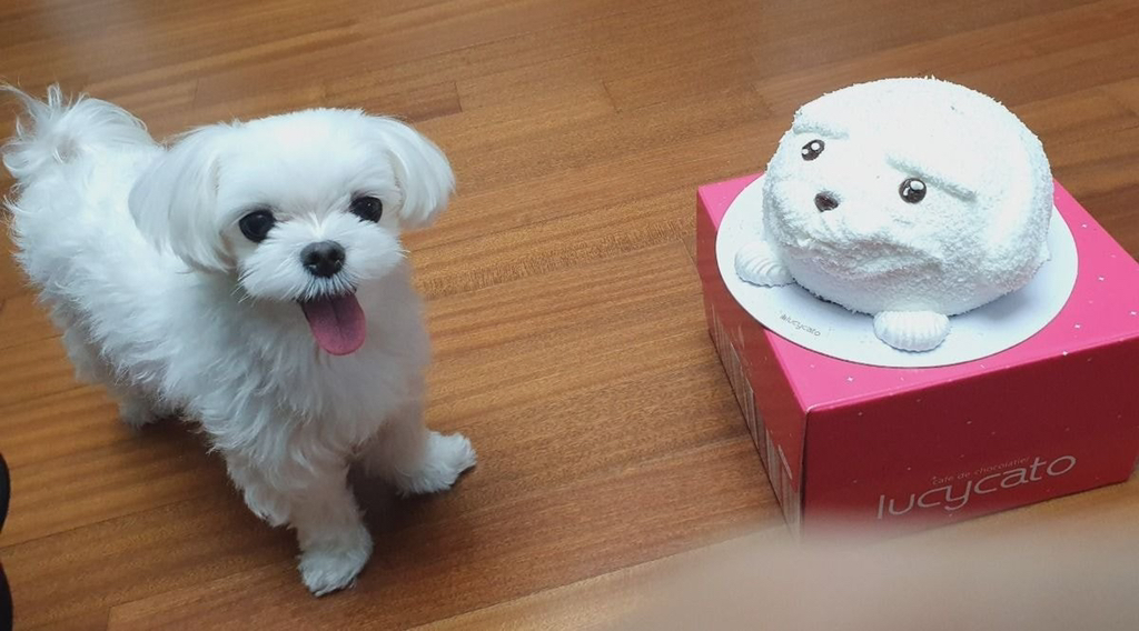아버지가 계속 흰둥이 케익 사야된다고 하셔서 왜 계속 흰둥이 타령이냐고 했더니.twt | 인스티즈