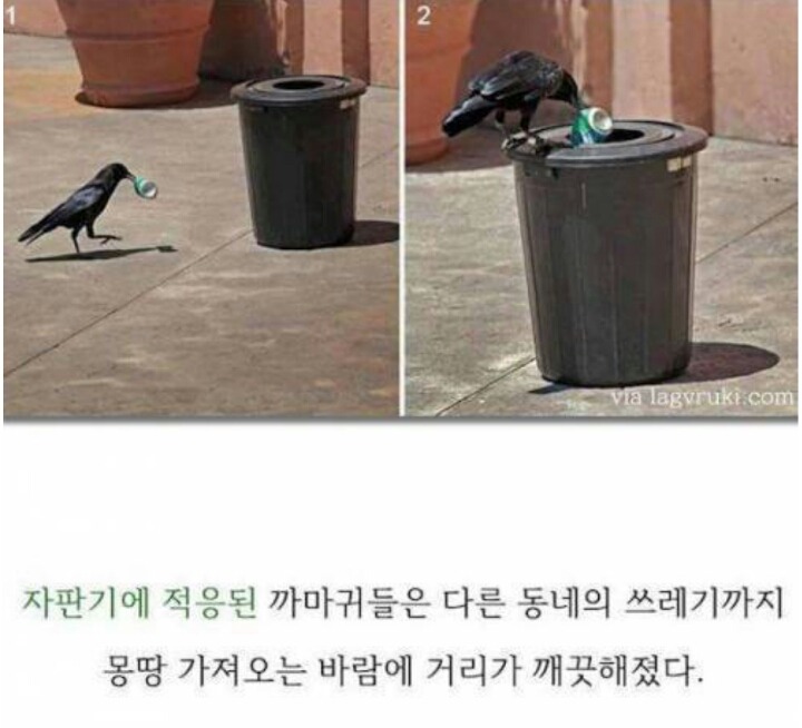 까마귀의 지능에 대한 고찰.jpg | 인스티즈
