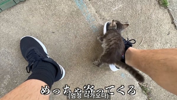 아기 고양이 냥줍했는데 반응 난리난 일본 유튜버.jpg | 인스티즈