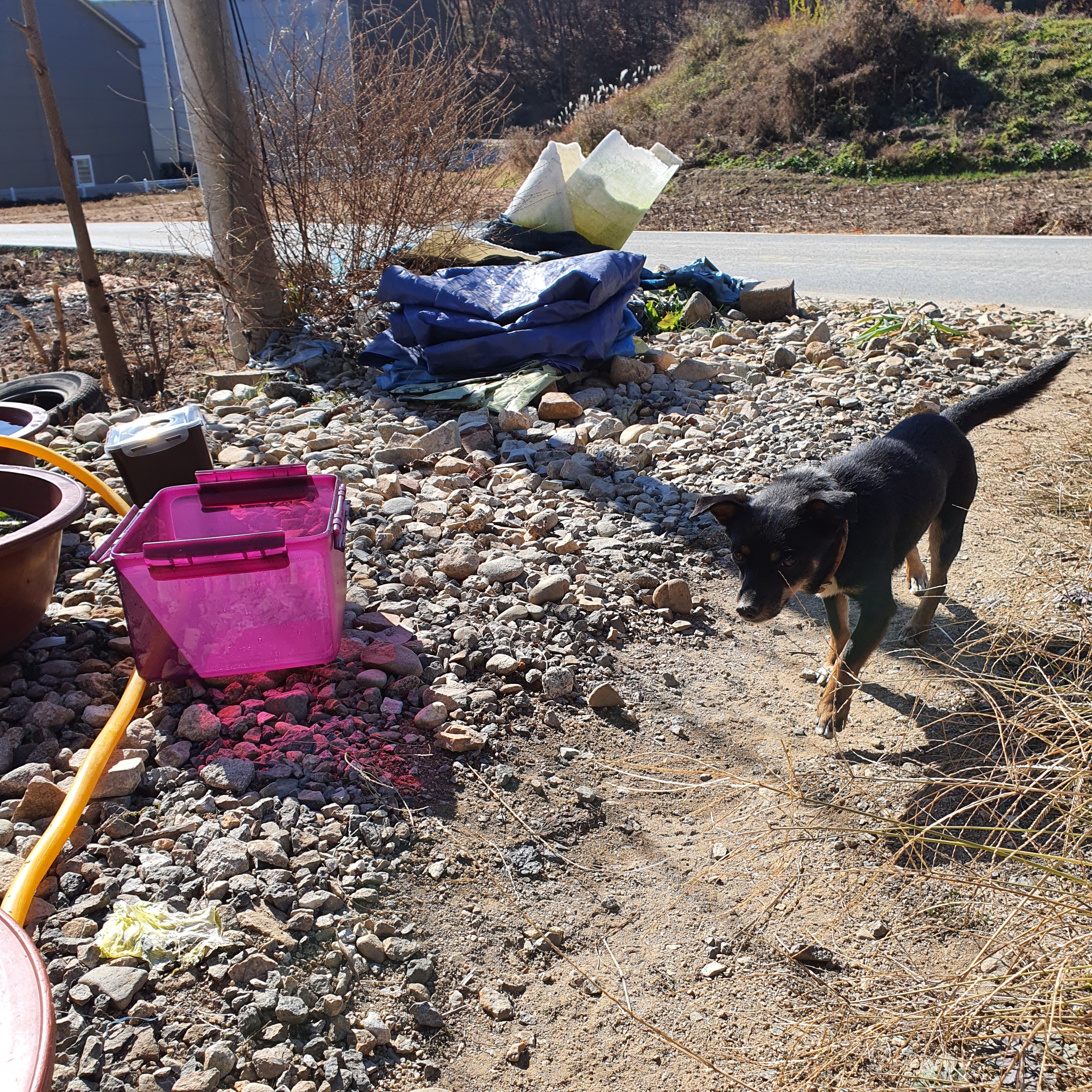 우리 집 김장할 때마다 옆집 고양이들이 와서 기웃거리는데 | 인스티즈