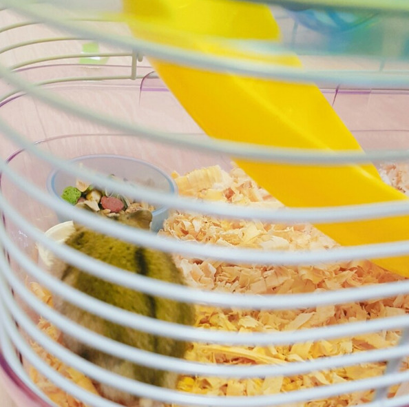 옆반애한테 학대당하던 햄스터 구출 (햄스터사진주의) | 인스티즈