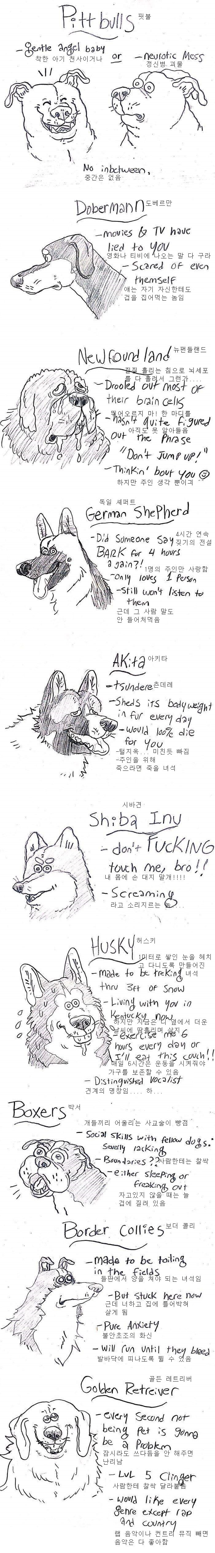 어느 애견카페 알바가 분석한 견종백과 .jpg | 인스티즈