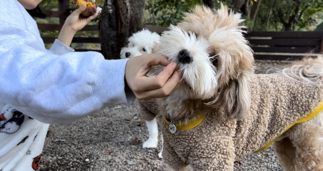 유기견 남매 데려왔는데 너무 귀여워ㅠㅠ 근데 너무 커버렸어;; | 인스티즈