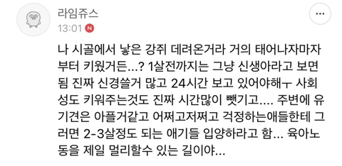 견주 초보일 수록 유기견이 좋은 이유 | 인스티즈
