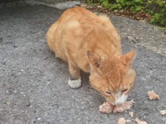 고양이 : 날씨가 너무 추워서 먹을게 없어요.. 한달만 집에서 지낼수있을까요…? | 인스티즈