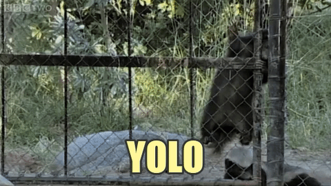 가장 겁이 없는 동물로 기네스북에 오른 아프리카의 깡패.jpgif | 인스티즈