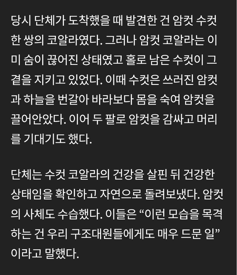 죽은 아내를 꼭 껴안는 수컷 코알라 | 인스티즈