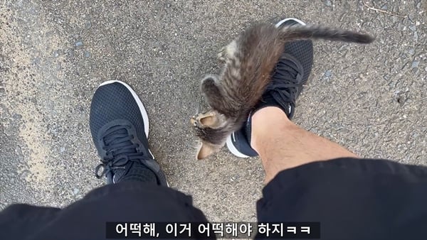 아기 고양이 냥줍했는데 반응 난리난 일본 유튜버.jpg | 인스티즈