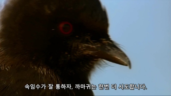 까마귀의 지능에 대한 고찰.jpg | 인스티즈