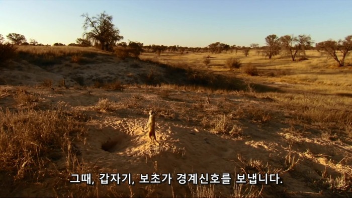 까마귀의 지능에 대한 고찰.jpg | 인스티즈