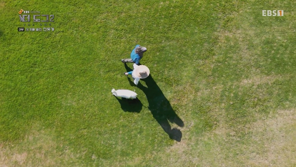 미국 입양가서 확대 당했다는 진돗개 | 인스티즈