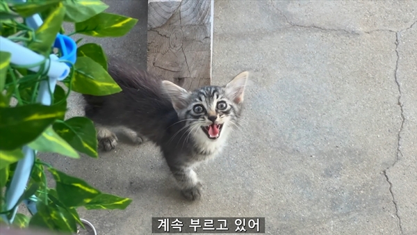 아기 고양이 냥줍했는데 반응 난리난 일본 유튜버.jpg | 인스티즈
