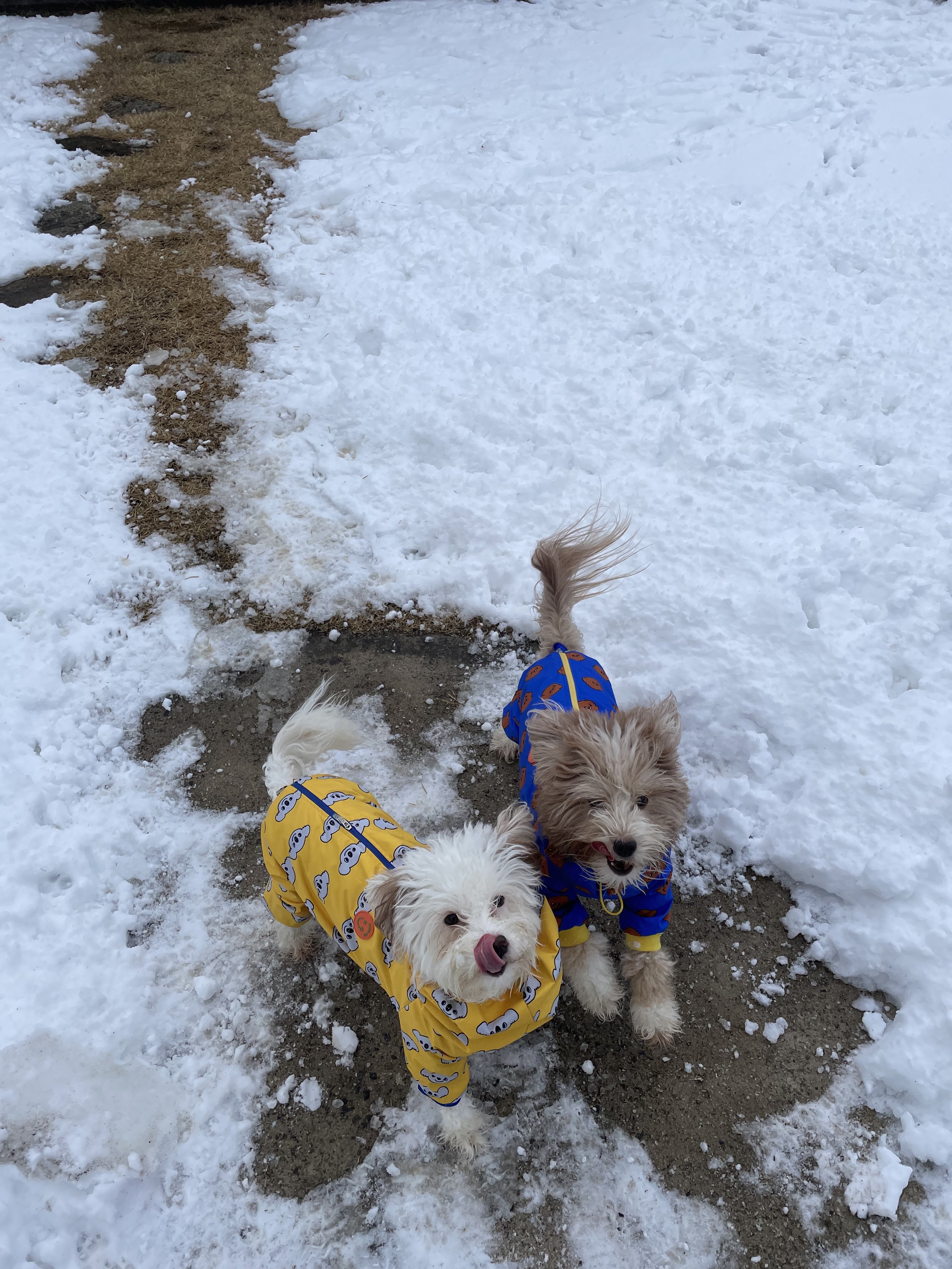 유기견 남매 데려왔는데 너무 귀여워ㅠㅠ 근데 너무 커버렸어;; | 인스티즈