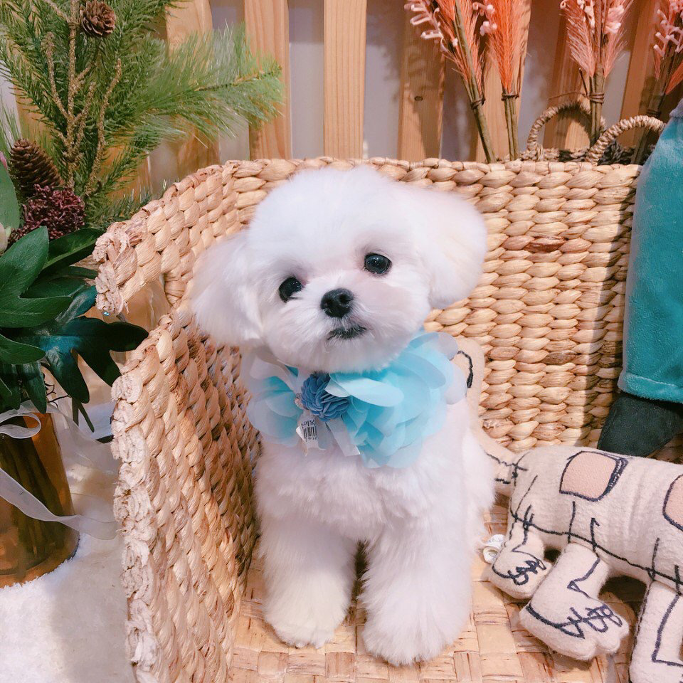 슈퍼주니어 이특이 키우는 반려견 심쿵.jpg | 인스티즈