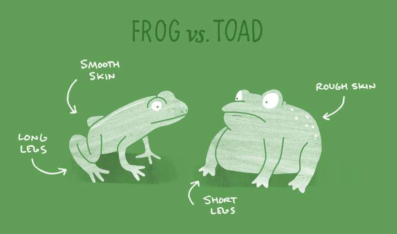 은근 헷갈리는 비슷비슷한 동물들 구별하는 법! | 인스티즈