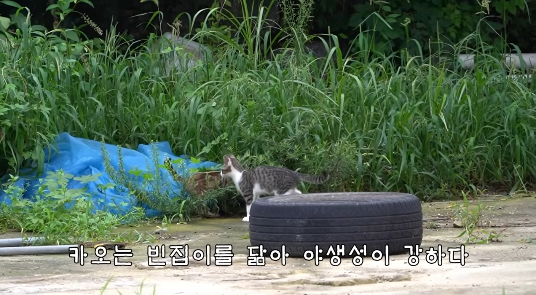 5년만에 haha ha에게 마음을 연 카오 | 인스티즈