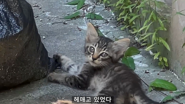 아기 고양이 냥줍했는데 반응 난리난 일본 유튜버.jpg | 인스티즈