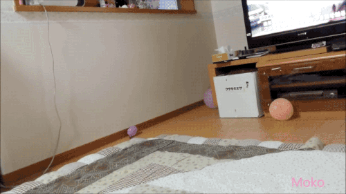 ?? : 토끼는 멍충해 주인도 못알아봐 | 인스티즈