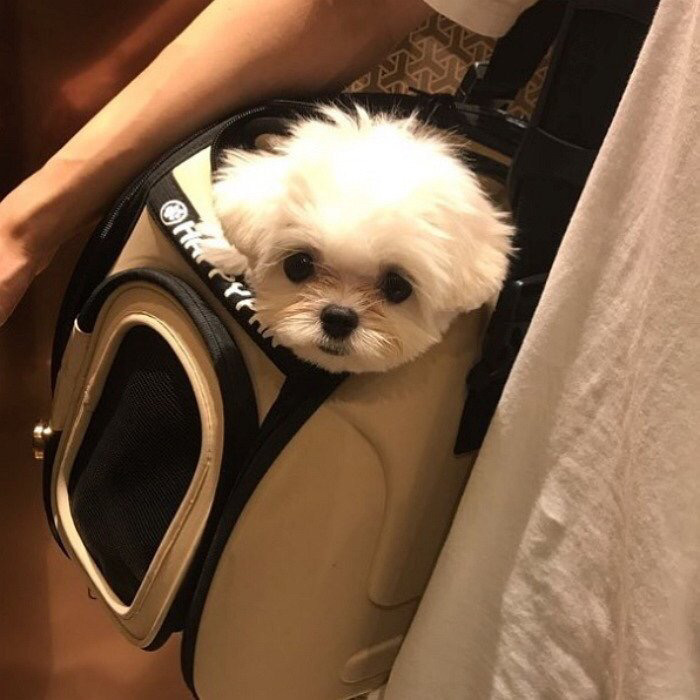 슈퍼주니어 이특이 키우는 반려견 심쿵.jpg | 인스티즈