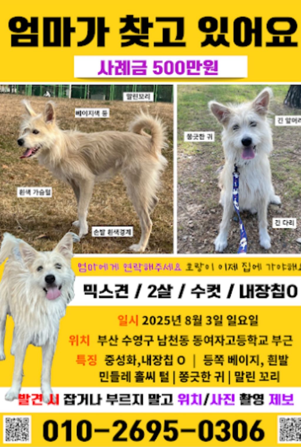 이름 호랑이 강아지 잃어버린 전단지 많이 봤어? | 인스티즈