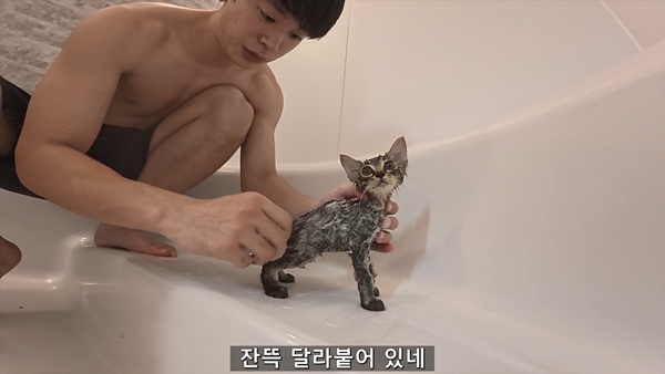 아기 고양이 냥줍했는데 반응 난리난 일본 유튜버.jpg | 인스티즈