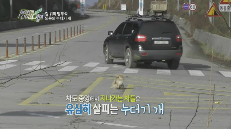 [세상에이런일이] 도로위에 망부석이 되서 주인을 기다리는 강아지.jpg | 인스티즈