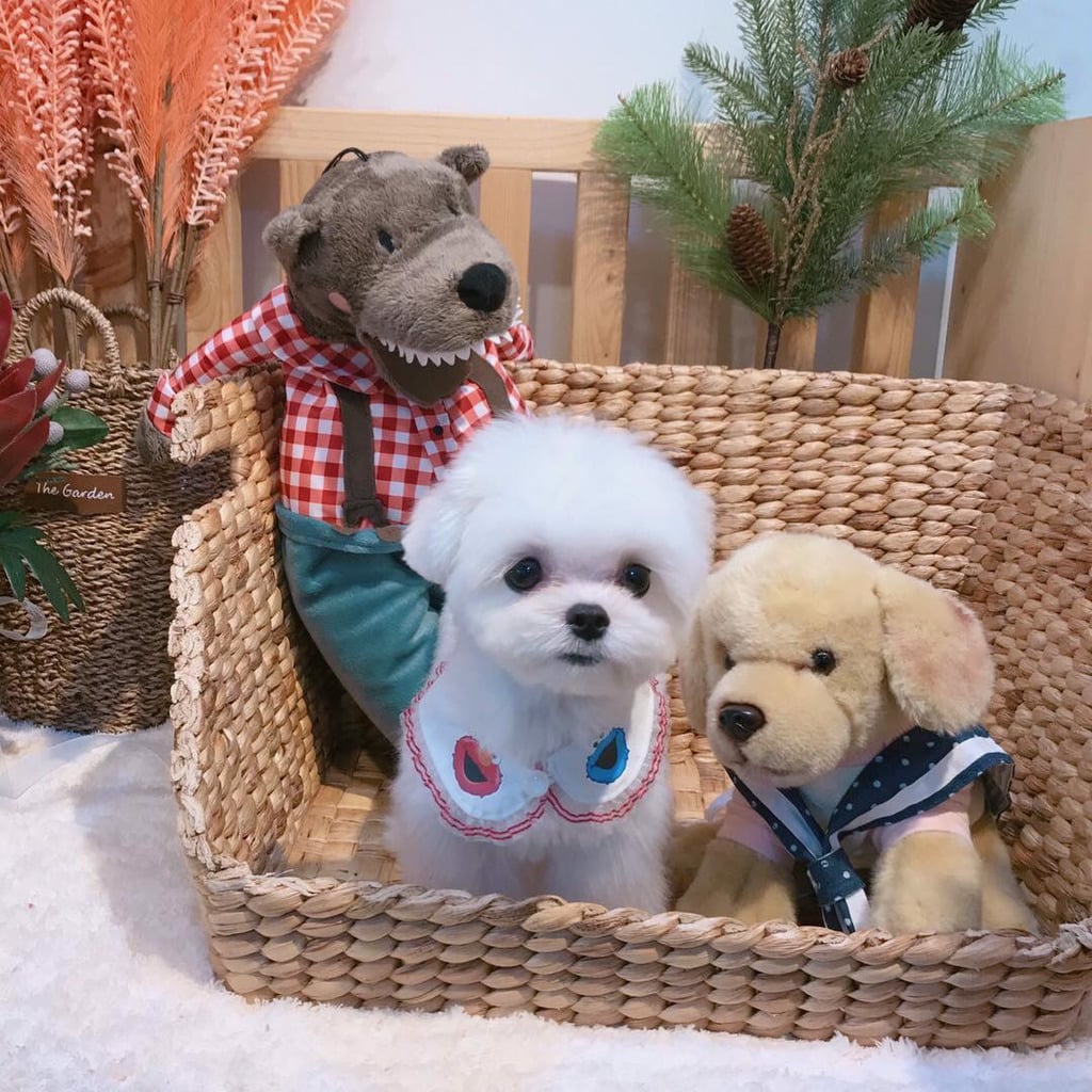 슈퍼주니어 이특이 키우는 반려견 심쿵.jpg | 인스티즈