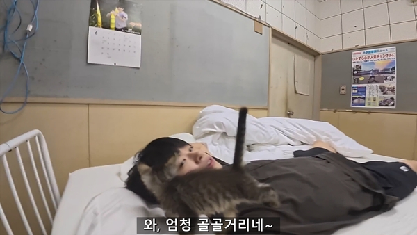 아기 고양이 냥줍했는데 반응 난리난 일본 유튜버.jpg | 인스티즈