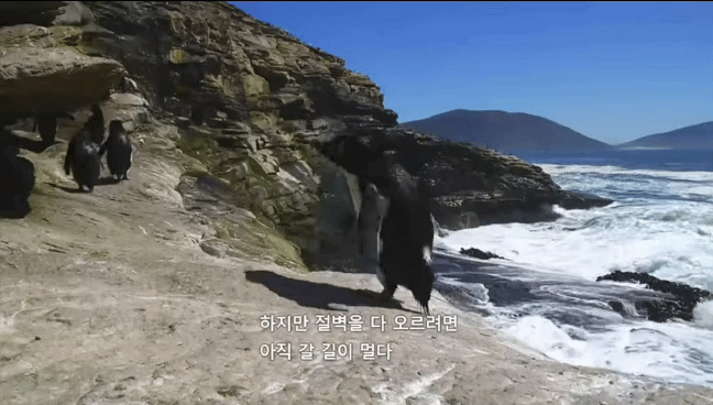 거친파도와 절벽을 뚫고 직진하는 바위뛰기펭귄.gif | 인스티즈
