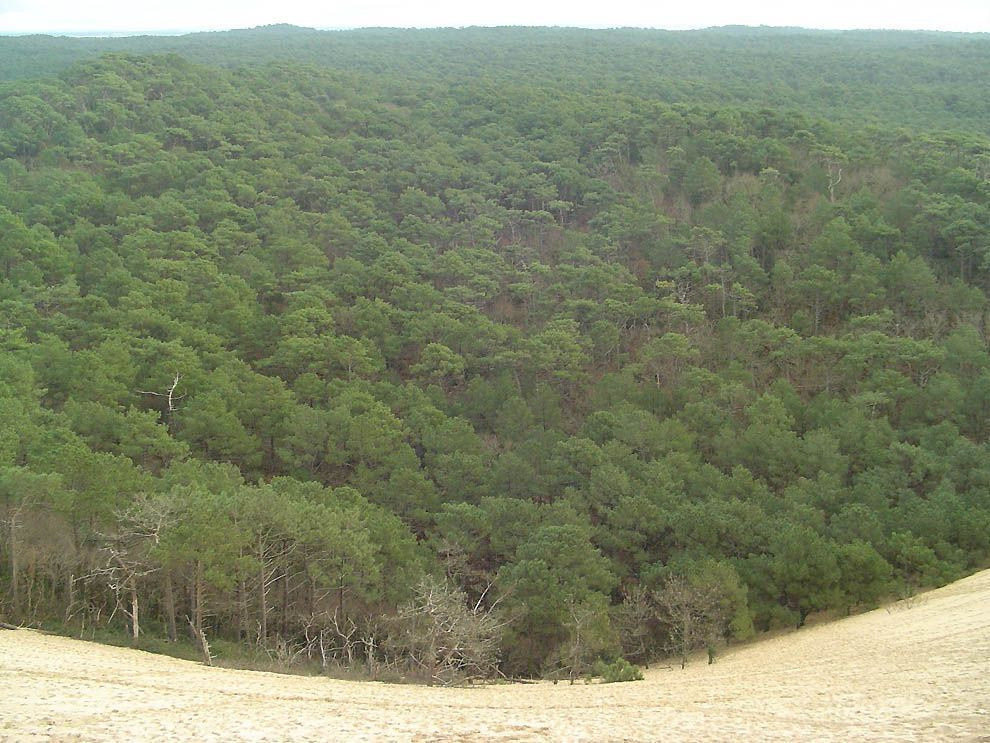 프랑스 해변의 작은 사막 | 인스티즈