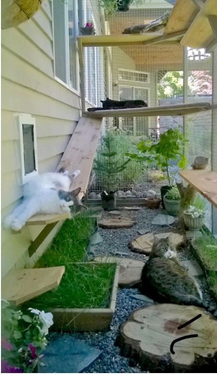 산책 없이 행복한 고양이를 위한 인테리어① - 고양이 정원 | 인스티즈