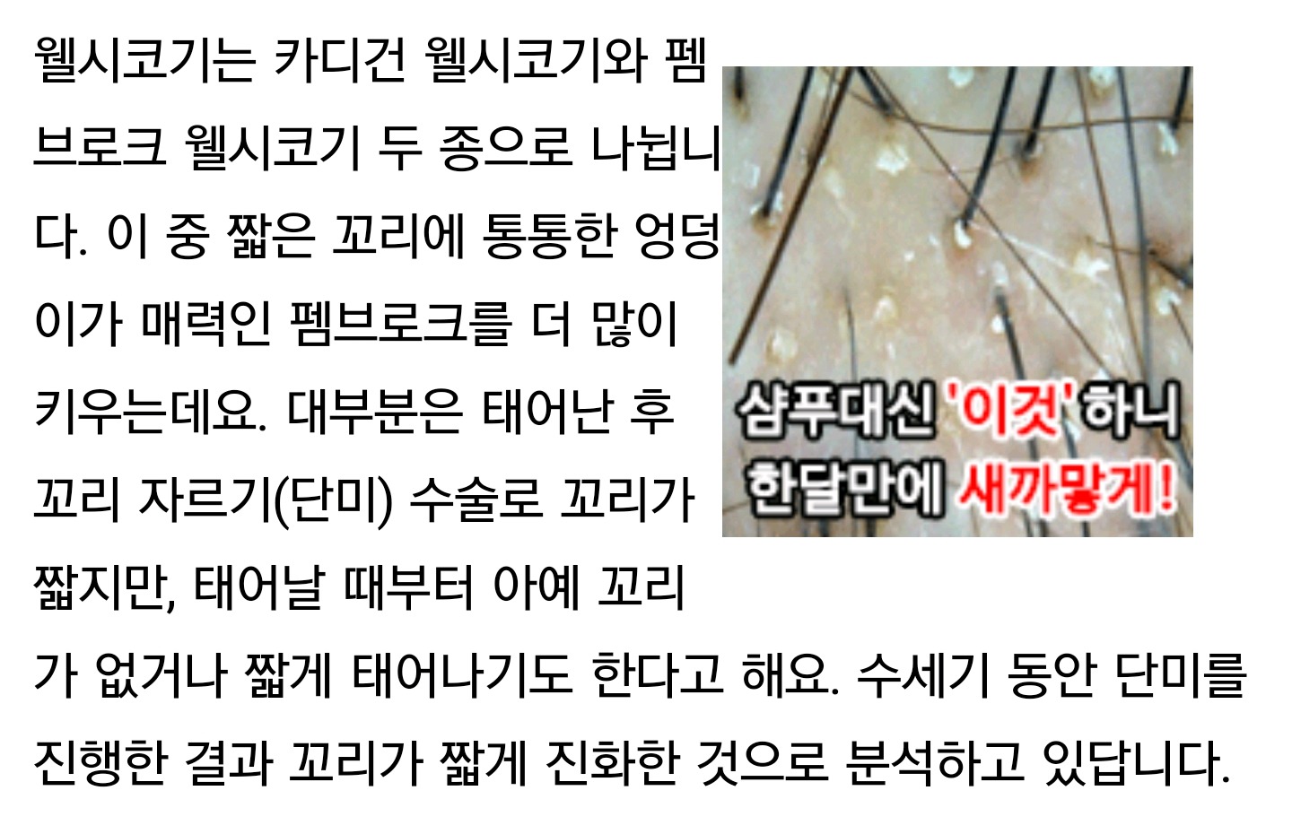 [사진주의] 웰시코기가 왜 꼬리가 없는지 알아? | 인스티즈